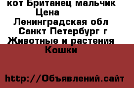 кот Британец мальчик › Цена ­ 2 000 - Ленинградская обл., Санкт-Петербург г. Животные и растения » Кошки   
